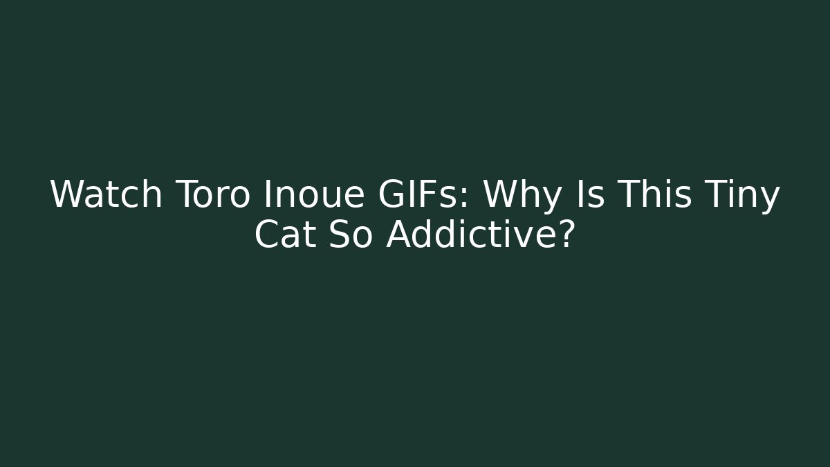 Watch Toro Inoue GIFs: Why Is This Tiny Cat So Addictive?